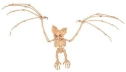 Vleermuis Skelet
