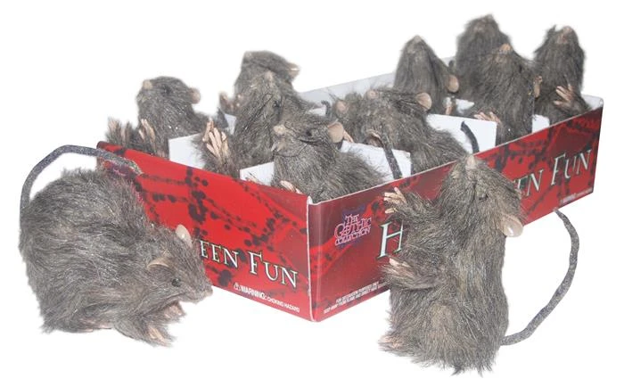 Mini Rat Prijs Per Stuk 3 Mini Rat Prijs Per Stuk