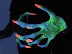 Halloween Kostuum Winkel -Halloween Kostuum Winkel 8331465ld 1