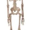 Deco Skelet 50cm 1 Deco Skelet 50cm -Halloween Kostuum Winkel deco skelet 50cm